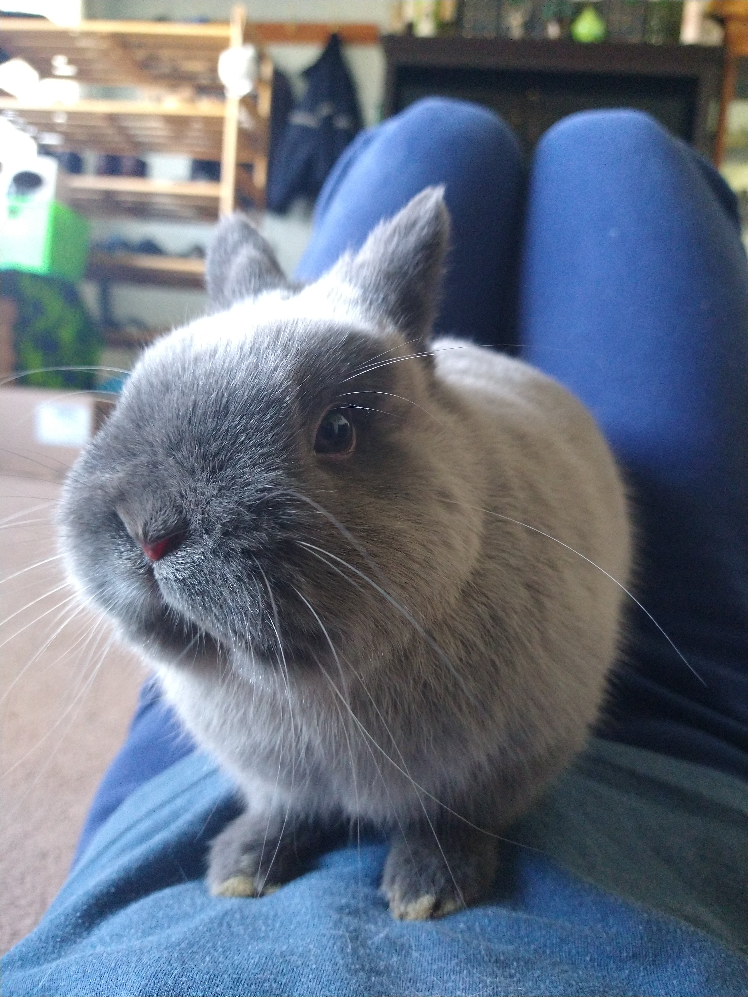 Durp Rabbit Derp De Derp | Rabbit Talk - Meat Rabbit & Farming Forum