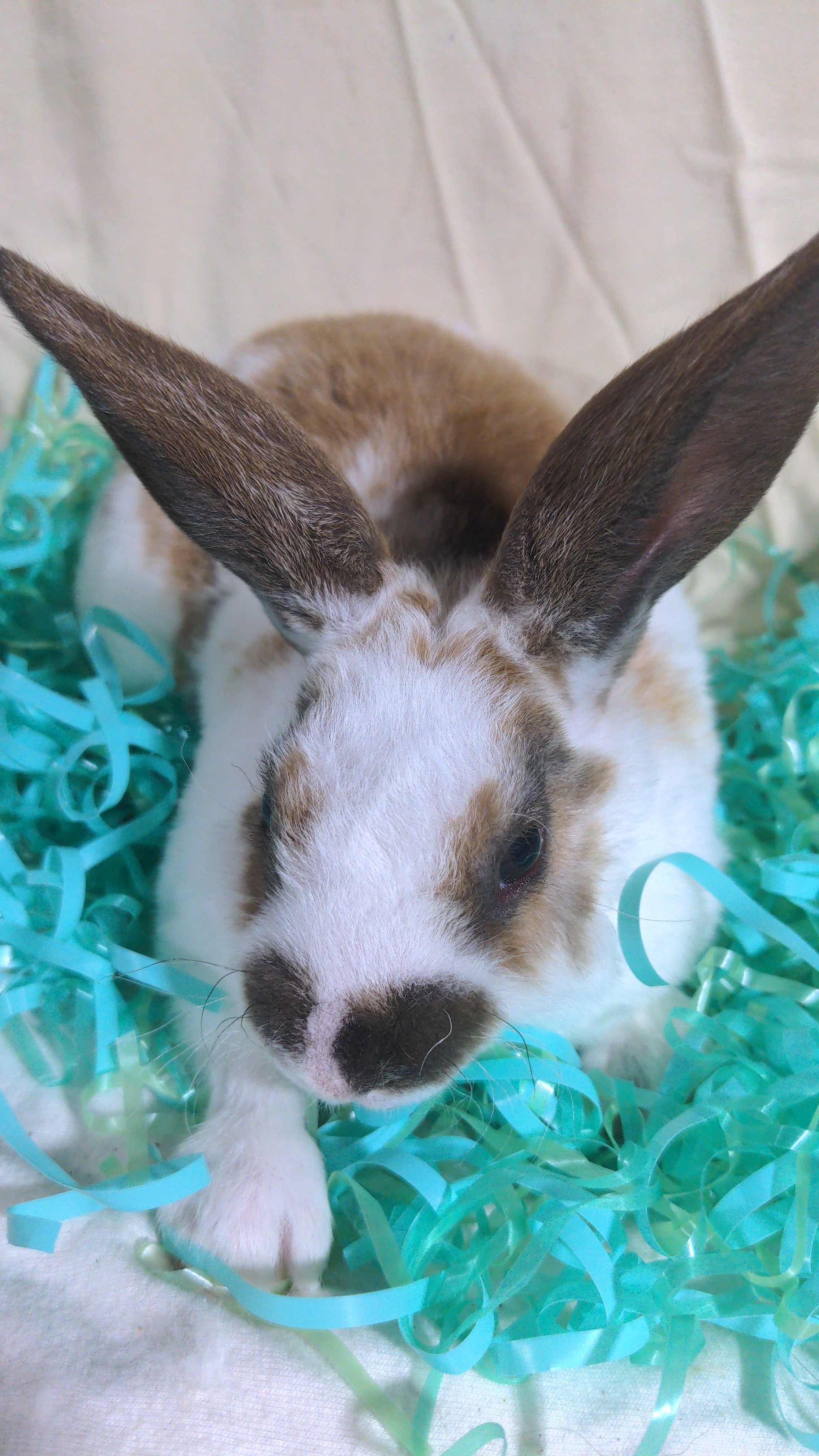 Rex Rabbit With Owner Rex Rabbit | Rabbit Talk - Meat Rabbit & Farming Forum