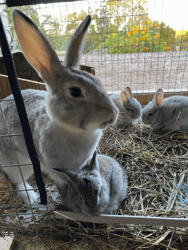 Blue Ridge Bunnies | Rabbit Talk - Meat Rabbit & Farming Forum
