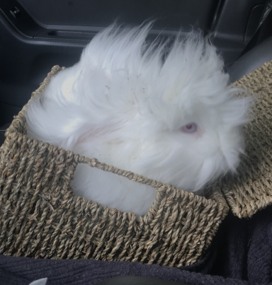 Lewis | Rabbit Talk - Meat Rabbit & Farming Forum